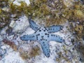 Blue star fish on white sand sea bottom. Tropical starfish underwater photo. Royalty Free Stock Photo