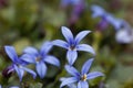 Blue Star Flower, Isotoma fluviatilis Royalty Free Stock Photo