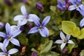 Blue Star Flower, Isotoma fluviatilis Royalty Free Stock Photo