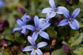 Blue Star Flower, Isotoma fluviatilis Royalty Free Stock Photo