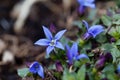 Blue Star Flower, Isotoma fluviatilis Royalty Free Stock Photo