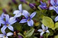 Blue Star Flower, Isotoma fluviatilis Royalty Free Stock Photo