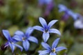 Blue Star Flower, Isotoma fluviatilis Royalty Free Stock Photo