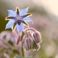 Blue Star Flower at Sunset