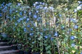 Blue Star Ipomoea tricolor Heavenly Blue