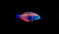 Blue Star Leopard Wrasse - Macropharyngodon bipartitus