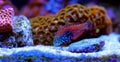 Blue Star Leopard Wrasse - Macropharyngodon bipartitus