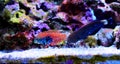 Blue Star Leopard Wrasse - Macropharyngodon bipartitus