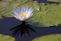 Blue Star Lotus Waterlily With Reflection Nymphaea nouchali