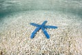 Blue Star Starfish in Shallows Royalty Free Stock Photo