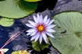 Blue star water lily Nymphaea nouchali in a pond in Sarasota