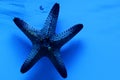 Blue starfish Royalty Free Stock Photo