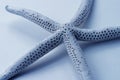 Blue Starfish Royalty Free Stock Photo