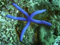 Blue starfish Royalty Free Stock Photo