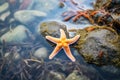 blue starfish alone in clear tide pool Royalty Free Stock Photo