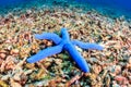 Blue starfish on a badly damaged coral reef