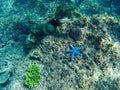 Blue starfish on coral sea bottom. Tropical starfish underwater photo. Exotic aquarium animal