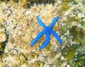 Blue starfish Linckia laevigata underwater photo. Tropical sea animal. Royalty Free Stock Photo