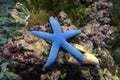 Blue starfish Linkia laevigate