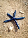 blue starfish lying on white sandy beach