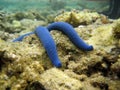 Blue starfish at Muri lagoon Royalty Free Stock Photo