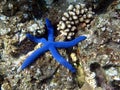 Blue starfish - Bali Asien Royalty Free Stock Photo