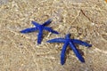 Blue starfish, pair of blue star under the water on the rocks