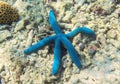 Blue starfish on sea bottom. Sea scene with blue starfish. Royalty Free Stock Photo