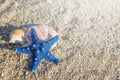 Blue starfish and shells arranged on sand at the beach