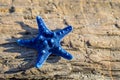 Blue starfish standing on rock at the beach