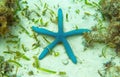 Blue starfish on tropical sea bottom. Underwater landscape with pink starfish. Royalty Free Stock Photo