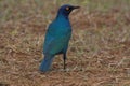 Blue Starling Royalty Free Stock Photo