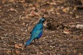 Blue starling on the ground Royalty Free Stock Photo