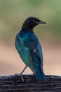 Blue starling, Kenya, Africa Royalty Free Stock Photo