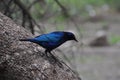 Blue starling Royalty Free Stock Photo