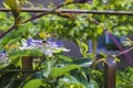 Blue starshaped crown passion flower Passiflora caerulea against green garden background. Fruit blossom Passifloraceae with white Royalty Free Stock Photo