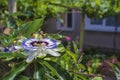 Blue starshaped crown passion flower Passiflora caerulea against green garden background. Fruit blossom Passifloraceae with white Royalty Free Stock Photo