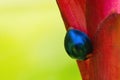 Blue steele ladybird beetle on a red tropical flower. Royalty Free Stock Photo