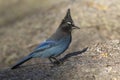 Blue stellar jay on rock