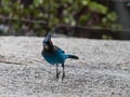 A blue Stellar`s Jay mid hop in a Yosemite National Park Royalty Free Stock Photo
