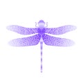 Blue Stilized Dragonfly. Insect Logo Design. Aeschna Viridls