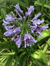 Blue Storm Agapanthus Preacox Royalty Free Stock Photo