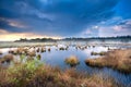 Blue stormy sky over swamp with cotton-grass Royalty Free Stock Photo