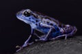 Blue strawberry dart frog, Oophaga pumilio
