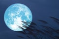 blue strawberry moon on night red sky back silhouette grass flowers Royalty Free Stock Photo