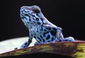 Blue strawberry poison dart frog tropical rain forest Royalty Free Stock Photo