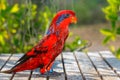 Blue-streaked lory,Beautiful red parrot,Maluku archipelago in Indonesia,Parrot training.