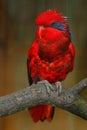 Blue-streaked lory, Eos reticulata, blue-necked lory, colourful parrot sitting on the branch, Animal in the nature habitat, Tanimb Royalty Free Stock Photo