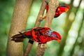 Blue-streaked Lory (Eos reticulata)