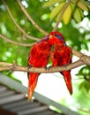 Blue-streaked Lory (Eos reticulata)